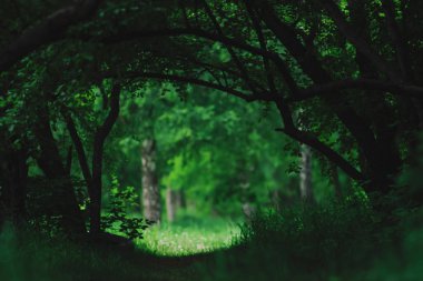 Süslü ağaç dalları ile atmosferik koyu yeşil manzara. 
