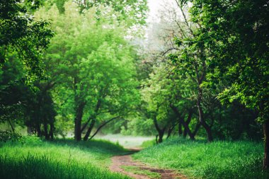 Scenic landscape with beautiful lush green foliage with footpath under trees in park in early morning
