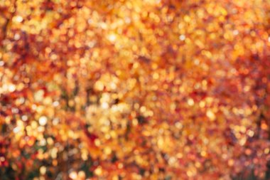 Yeşillik yapraklarının bulanık dokusu. Günbatımında odaklanmış doğa sonbahar arkaplanı. 