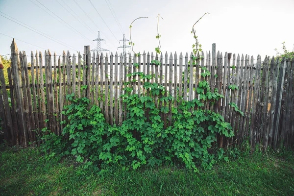 Żywopłot Dużych Zielonych Liści Pobliżu Ogrodzenia Piękny Parthenocissus Henryana — Zdjęcie stockowe