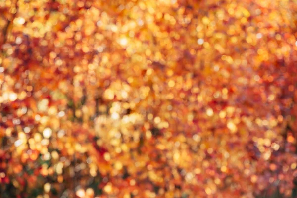 Niewyraźne Tekstury Bujnych Liści Urozmaiconych Defokus Natura Jesień Tło Zachód — Zdjęcie stockowe