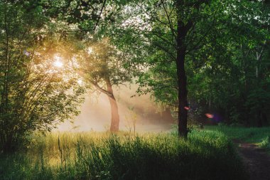 Manzaralı, güneşli yeşil bir manzara. Güneş ışığındaki sabah manzarası. Gün doğumunda ağaç siluetleri. Güneş ışınları ve mercekler fotokopi alanındaki yaprakların üzerinde parlıyor. Parlak güneş günbatımında ağaçların arasından parlıyor..