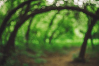 Güneş ışığında bükülmüş güzel ağaçlar. Doğal yeşil bokeh arka planı. Fotokopi alanı ile bulanık yeşillik. Güneşli bir günde odağını kaybetmiş bükülmüş ağaç gövdeleri olan soyut doku. Manzaranın arka planı.