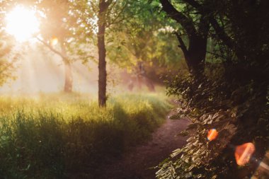 Sahne güneşli, doğal yeşil arka plan. Yaprakların üzerinde mercekler parlıyor. Güneş ışınları ile doğanın şaşırtıcı manzarası. Güneşli bir günde fotokopi alanı olan zengin bir yeşillik. Güneş ışığındaki bitki örtüsü manzarası.