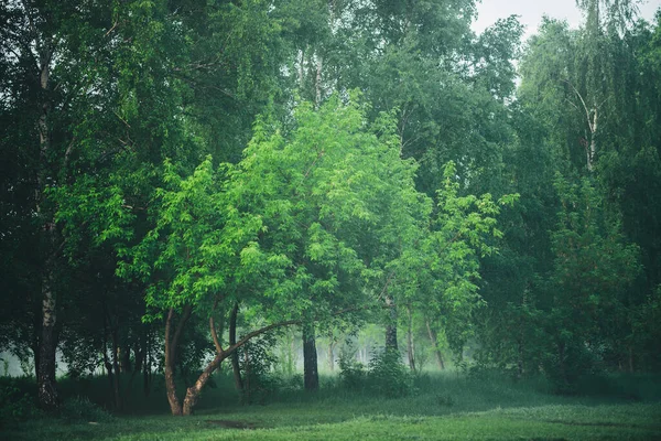 Atmosfäriskt Dimmigt Landskap Med Vackert Grönskande Lövverk Dimma Bland Träden — Stockfoto