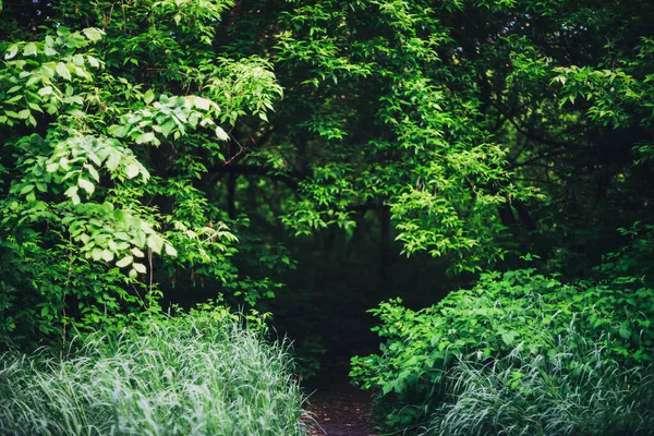Γραφικό Φυσικό Πράσινο Φόντο Πλούσια Πυκνά Πυκνά Δάση Στο Φως — Φωτογραφία Αρχείου
