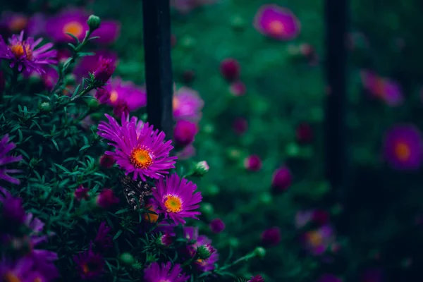 Hermosas Flores Pequeñas Symphyotrichum Novi Belgii Hierba Verde Flor Nueva —  Fotos de Stock