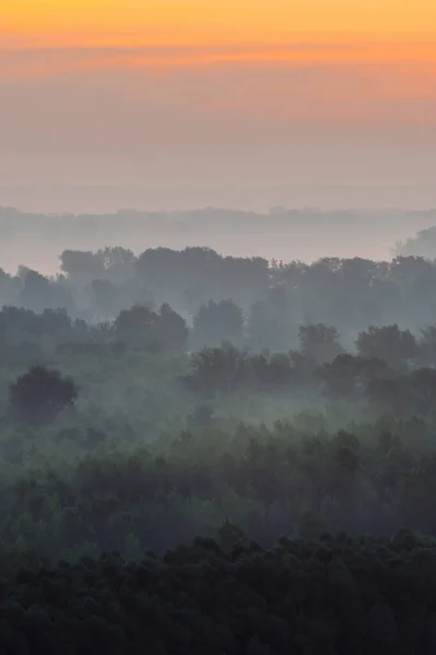 Vista Mística Desde Alto Del Bosque Bajo Neblina Primera Hora —  Fotos de Stock