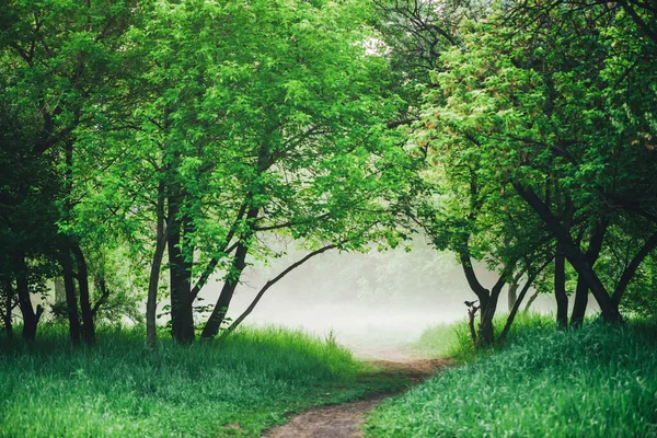 Naturskönt Landskap Med Grönskande Lövverk Kråka Gren Korp Träd Promenad — Stockfoto