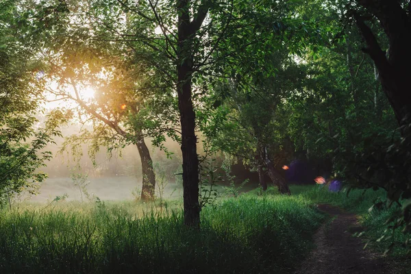 Paysage Verdoyant Ensoleillé Paysage Nature Matinale Plein Soleil Silhouettes Arbres — Photo