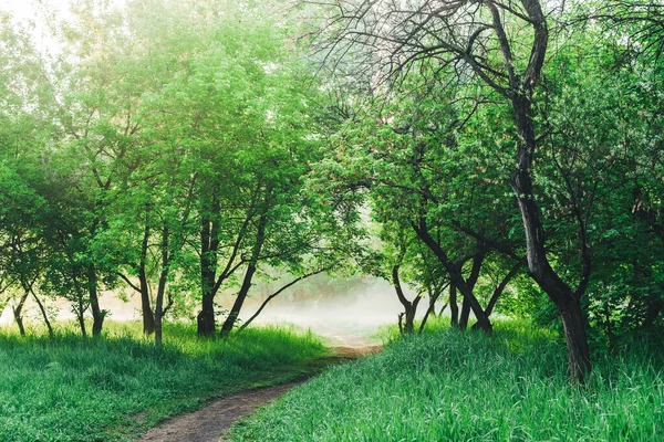 风景秀丽 绿叶郁郁葱葱 在雾气中 公园里的树下小路 五彩斑斓的风景 绿草绿叶间的小径 生机勃勃的天然绿色背景 — 图库照片