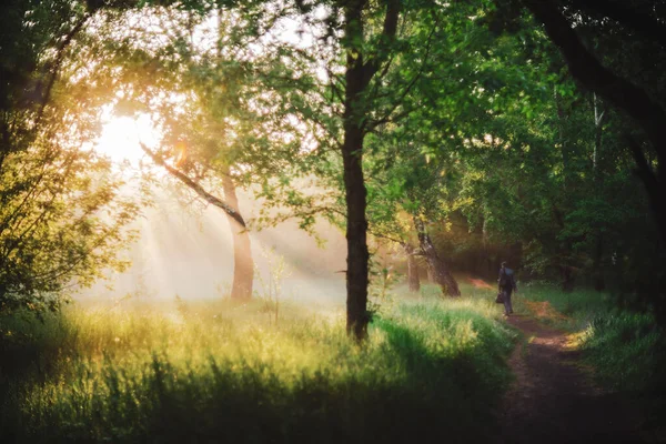 Άνθρωπος Περπατάει Στο Πάρκο Στο Πρωινό Φως Του Ήλιου Επιστροφή — Φωτογραφία Αρχείου
