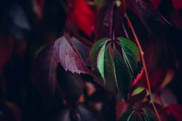 秋に赤緑色の葉の縁 Parthenocissus Henryanaの赤緑のフェンス ガーリッシュブドウの自然な背景 Parthenocissusインサートの花の質感 豊かな植物 植物園の植物 — ストック写真