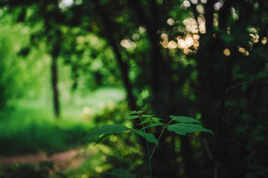 Bokeh arka planında canlı ağaç yaprakları. Yeşillik, güneş ışığı ve fotokopi alanı. Güneşli bir günde yemyeşil bir yer. Arka planda doğa manzarasının doğal yeşil arkaplanı. Soyut doku.