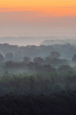 Sabahın erken saatlerinde sis altında ormanın tepesinden mistik bir manzara. Sıcak şafak öncesi gökyüzü altında taiga ağaç siluetleri katmanları arasında Sis. Görkemli doğanın sabah atmosferik minimalist manzara.