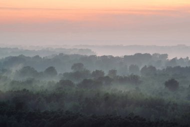 Sabahın erken saatlerinde sis altında ormanın tepesinden mistik bir manzara. Şafak öncesi gökyüzünün altında taiga ağaç siluetleri katmanları arasında ürkütücü sis. Görkemli doğanın sabah atmosferik minimalist manzara.