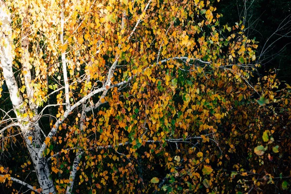 Folhas Outono Árvore Vidoeiro Close Queda Fundo Natural Folhagem Verde — Fotografia de Stock