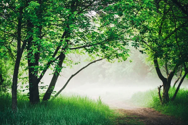 风景秀丽 绿叶郁郁葱葱 在雾气中 公园里的树下小路 五彩斑斓的风景 绿草绿叶间的小径 生机勃勃的天然绿色背景 — 图库照片