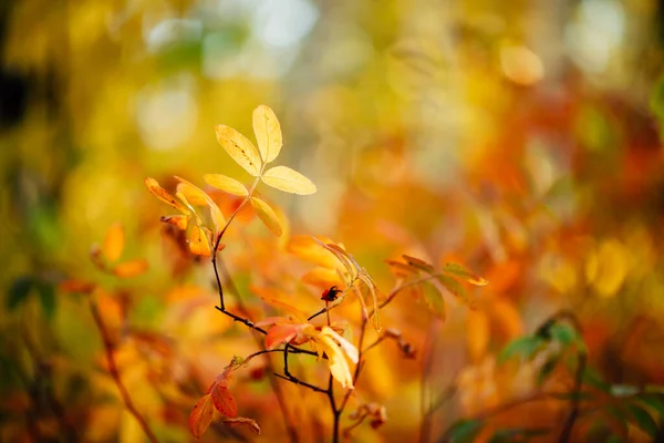 Red Berry Dog Rose Branch Sunset Scenic Autumn Rich Flora — Stock Photo, Image