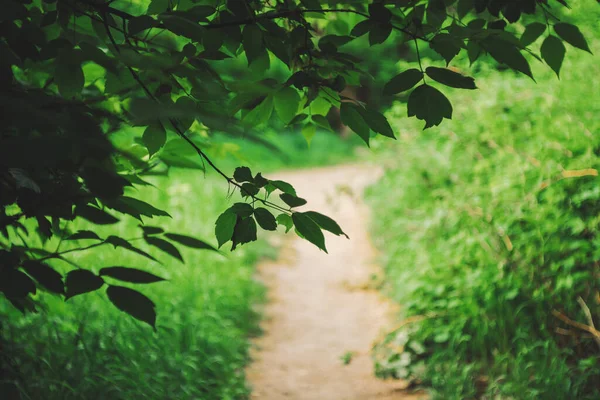 Ζωηρά Φύλλα Δέντρων Φόντο Bokeh Πλούσιο Πράσινο Στο Φως Του — Φωτογραφία Αρχείου