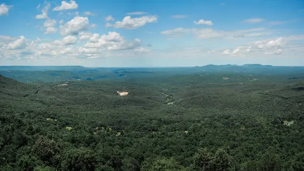 Forrest ve gökyüzü görünümü