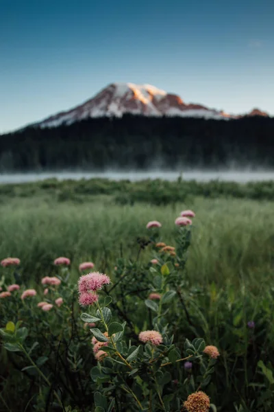 MT Rainier i polne kwiaty w jeziorach odbiciem Sunrise — Zdjęcie stockowe