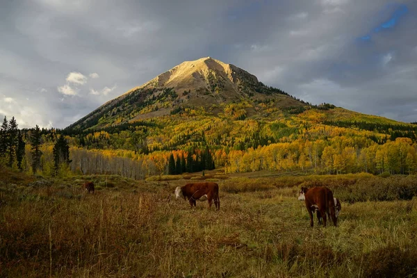 Aspen sarı yapraklar ve sonbahar Colorad inekleri Crested Butte