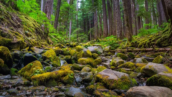 Rock ve Moss ve ağaca Sol Duc Fall ile şelale