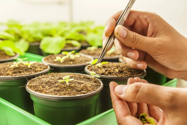 Mladý student vybírá rostliny v laboratorním prostředí — Stock fotografie