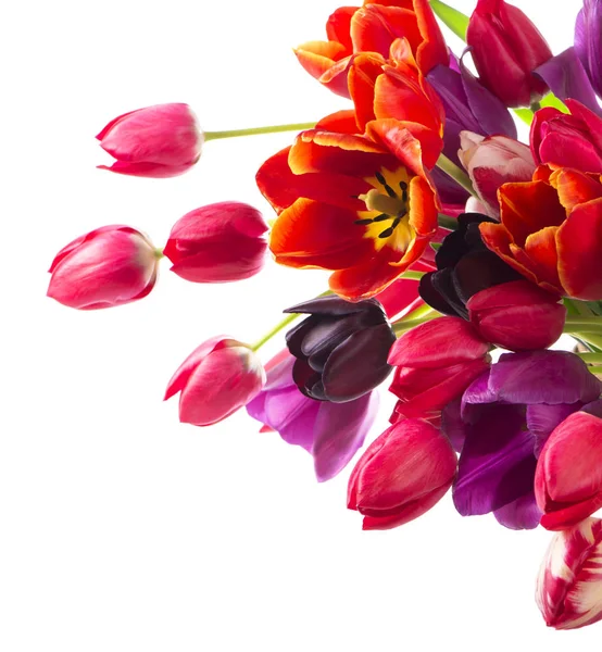 Beautiful bouquet of purple tulips — Stock Photo, Image