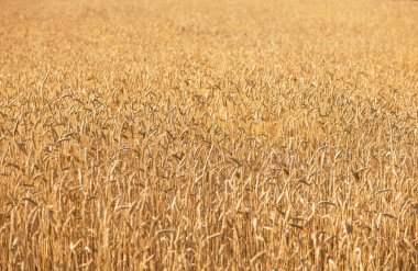 Buğday alan. Altın buğday kulaklarını kapat. Güzel doğa günbatımı manzara. Çayır buğday alan kulakları olgunlaşma, arka plan. Zengin kavramı hasat