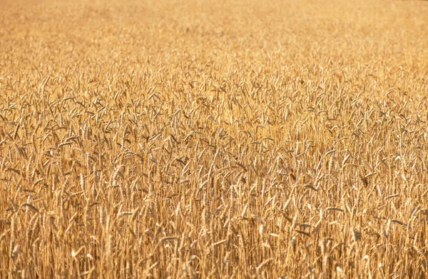 Weizenfeld Ähren Aus Goldenem Weizen Aus Nächster Nähe Schöne Natur — Stockfoto