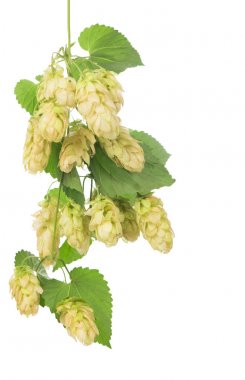 Beyaz arka planda örgü örmek için iğneler