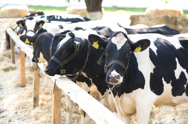 Cows Farm Dairy Cows Farm — Stock Photo, Image