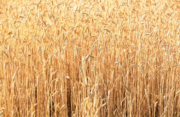 Weizenfeld Ähren Aus Goldenem Weizen Aus Nächster Nähe Schöne Natur — Stockfoto