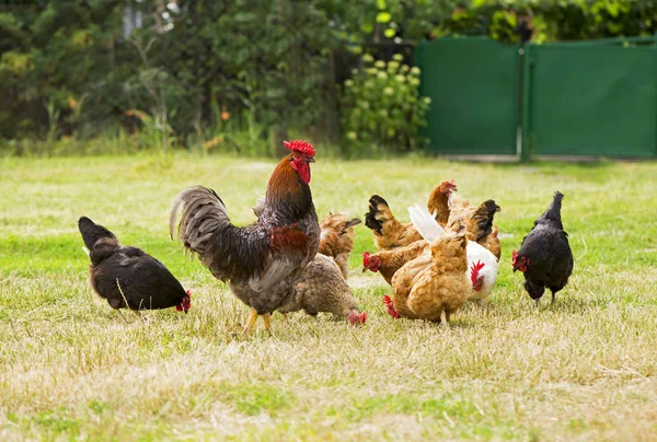 Haan Kippen Grazen Het Gras — Stockfoto