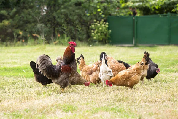 Coq Poulets Broutant Sur Herbe — Photo