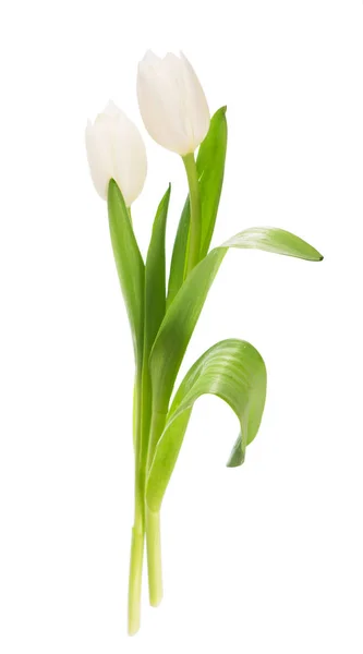 Tulipes blanches sur fond blanc — Photo
