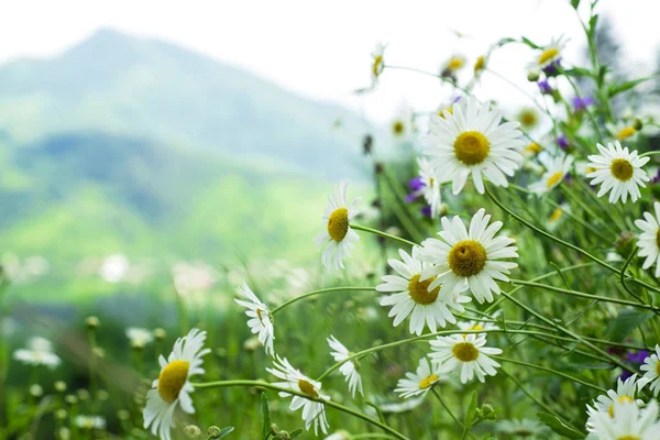 Chamomiles på bakgrund av berg — Stockfoto