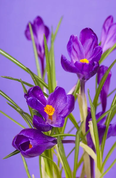 İzole bahar Çiğdem çiçek — Stok fotoğraf