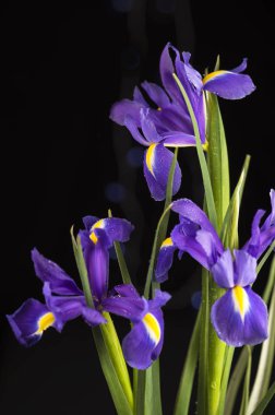 Siyah arkaplandaki güzel çiçek açan göz.