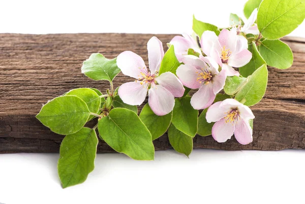 Branch of a blossoming apple-tree on a wooden table — Stock Photo, Image