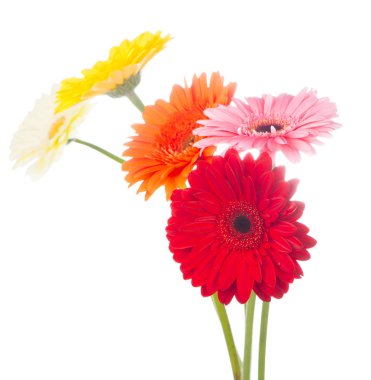 Beautiful gerbera flowers isolated on white clipart