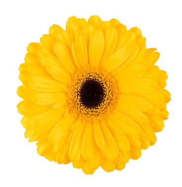 yellow gerbera flower isolated on white clipart