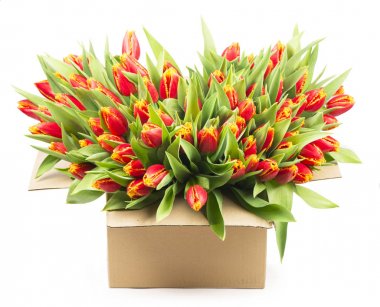 Beyaz arkaplanda izole laleler