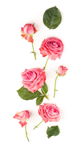 Rosa rosa flor no branco — Fotografia de Stock