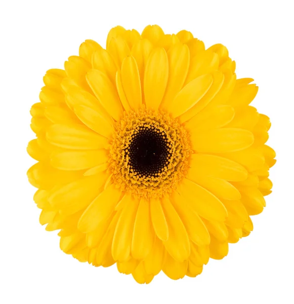 Gerbera giallo fiore isolato su bianco — Foto Stock