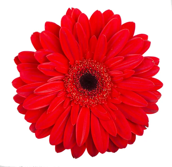 Gerbera rosso fiore sul bianco — Foto Stock