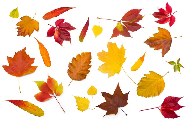 Collection beautiful colorful autumn leaves isolated on white background — Stock Photo, Image