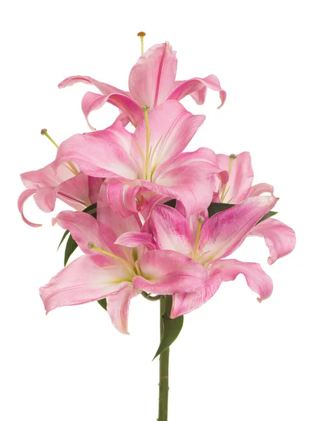 Beautiful pink lily, isolated on the white — Stock Photo, Image